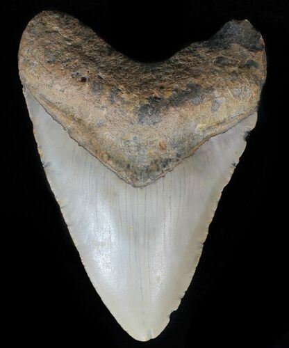 Megalodon Tooth - North Carolina #59052